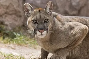 Cougar (Puma concolor) portrait