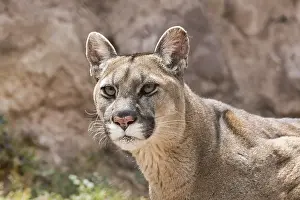 Cougar (Puma concolor) portrait
