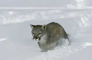 Cougar (puma concolor), standing on Snow, Montana