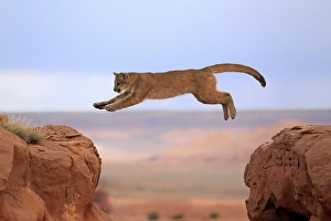 Cougar, Puma or Mountain Lion (Puma concolor)