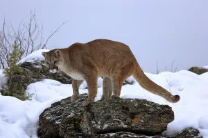 Cougar or Puma (Puma concolor, Felis concolor)