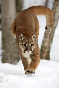 Cougar or Puma (Puma concolor, Felis concolor)