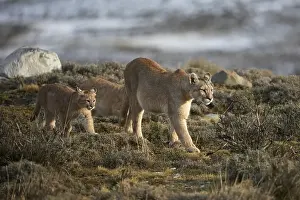 Cougars (Cougar concolor), dam with young animals in the tundra