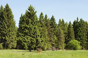 Country landscape, green spruce trees on the edge of the forest