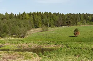 Country landscape, large green meadow on a hillside in front of coniferous forest