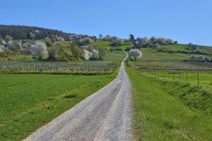 A country lane leads through a green spring landscape with blossoming trees and a sunny blue sky