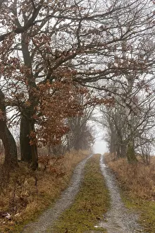 Country lane lined with trees