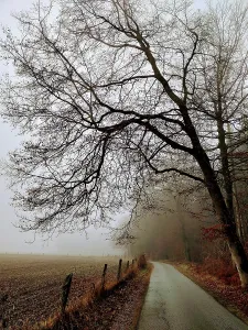 Country road in autumn in Schleswig-Holstein