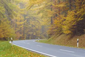 Country Road in Beech Forest, Autumn