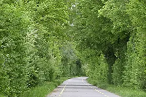 Country road with trees