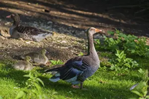 One couple of adult Greylag Goose