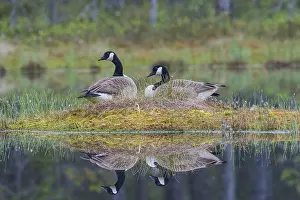 Couple of Canada goose (Branta canadensis) at the nest with water reflection