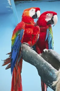 Couple of cute tropical parrots Ara macao or Scarlet Macaw