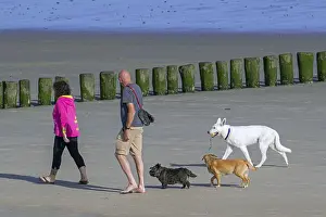 Couple of dog owners walking along the coast with their three unleashed dogs on sandy beach in summer