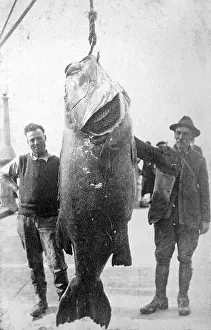 Couple with giant Pacific bass (Stereolepis gigas)