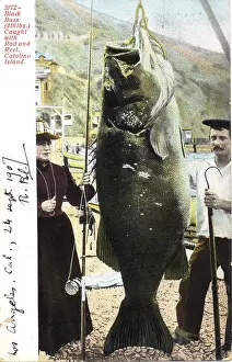 Couple with giant Pacific bass (Stereolepis gigas)