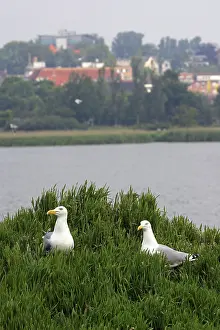 Couple of herring gull in the breeding area (Larus argentatus)