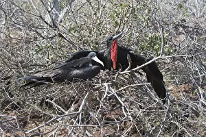 Couple of Magnificent Frigate Birds (Fregata magnificens)
