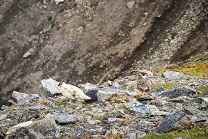Couple of rock ptarmigan birds nesting in Svalbard