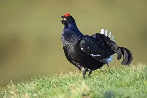 Courting black grouse, in a meadow