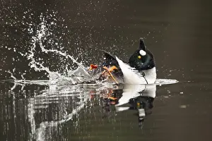 Courting goldeneye (Bucephala clangula)