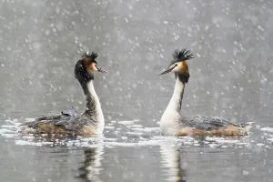 Courting great crested grebe (Podiceps cristatus)