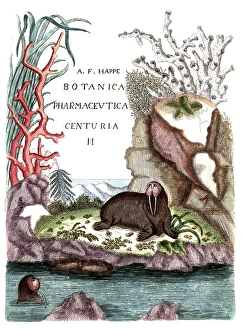 Cover picture of Botanica Pharmaceutica by Andreas Friedrich Happe