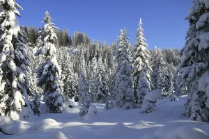 Covered in snow