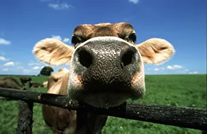 Cow