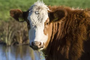 Cow