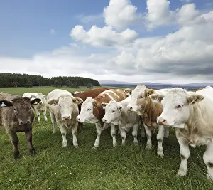 Cow
