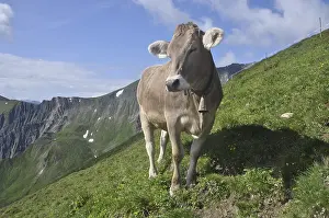 Cow, animal, farm animal, pasture