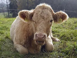Cow, animal, farm animal, pasture