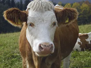 Cow, animal, farm animal, pasture