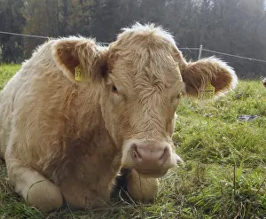 Cow, animal, farm animal, pasture