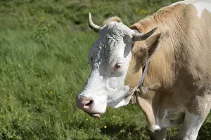 Cow, animal, farm animal, pasture