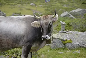 Cow, animal, farm animal, pasture