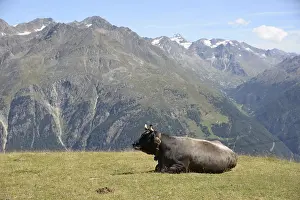 Cow, animal, farm animal, pasture