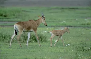 Cow antelope, hartebeest (Alcelaphus buselaphus) with young animal
