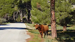 A cow (bubulae), standing alone on a sunny road