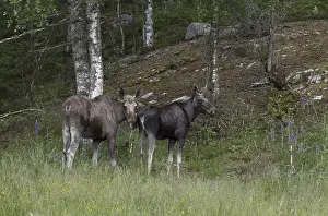 Cow and bull of european elk, Alces alces