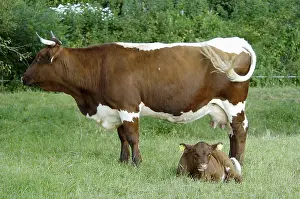 Cow with calf, calflet Cow, cows, cows calflet