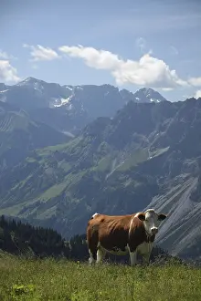 Cow, cattle, agriculture, Bregenzerwald