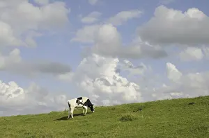 Cow, cattle, cattle, milk, dairy cattle