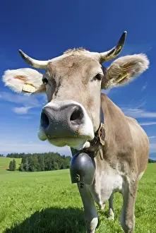 Cow with a cow-bell, in an alpine pasture