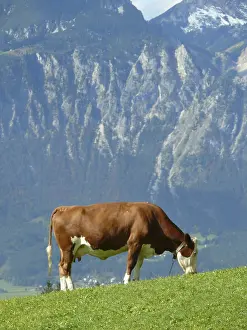Cow, cows, cattle, animals, farm animals