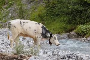 A cow crosses a creek on an alpine pasture