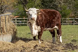 Cow eating hay, Wilmcote, Warwickshire