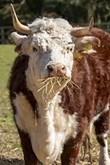 Cow eating hay, Wilmcote, Warwickshire