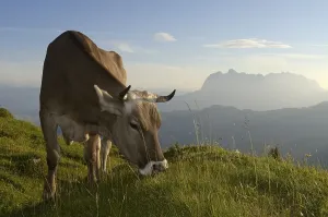 Cow grazing on Eggenalm alp, Wilder Kaiser mountains at the back